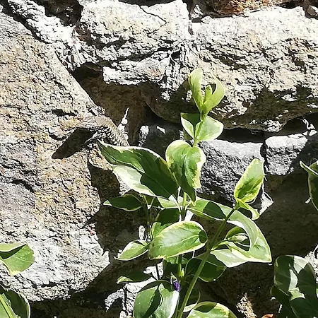 Alte Innbrücke Schärding