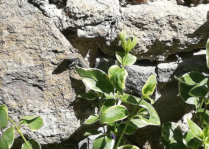 Alte Innbrücke Schärding